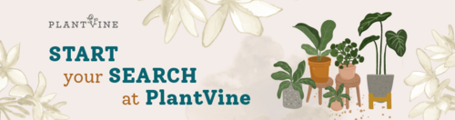 Plant Vine