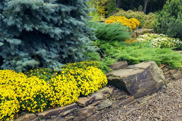 How to Get Grass (And Other Plants) to Grow Under Your Evergreens