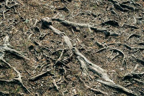 Problematic Surface Roots