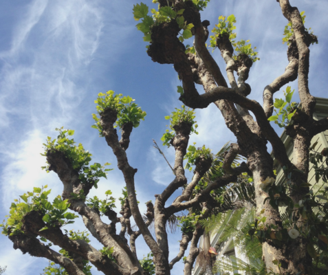 Pruning Techniques: Pollarding vs. Topping a Tree