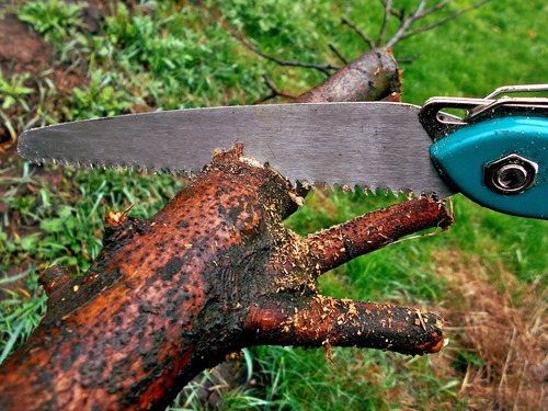 Pruning Tree Risky Technique Pruning Tree Risky Technique