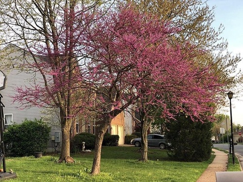 Suburban Spring Blossoms in Bay Area