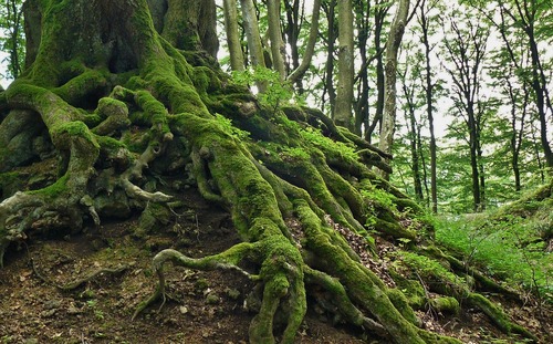 Moss-Covered Tree Roots in San Francisco