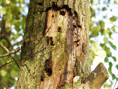Tree Losing Bark Tree Losing Bark