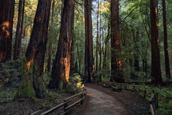 Native Trees and Plants You Will See Everywhere in the Bay Area