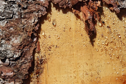 Sap On Peeling Tree Sap On Peeling Tree