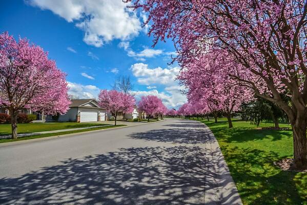 Top 5 Tips for Spring Tree Preparation