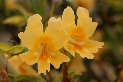 Vibrant Yellow Monkey-Flower Bloom