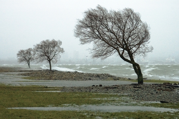11 Hardwood Trees for Windy Locations