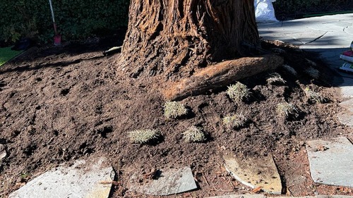 Surface Roots Prepped For Mulch