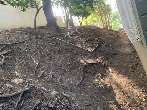 Surface Roots Sf Bay Area
