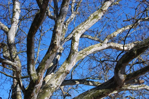 Sycamore Tree Sycamore Tree