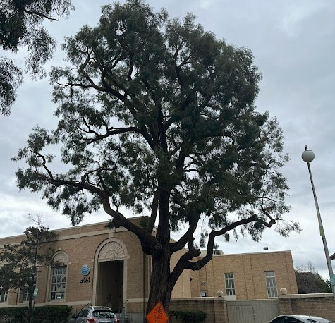 Tree Branches Close To Building Sf Bay Area Tree Branches Close To Building Sf Bay Area