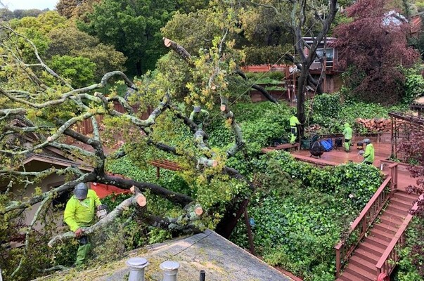 What to Do When Tree Branches Hang Over Your Roof