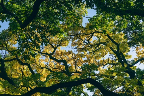 Tree Canopy View Tree Canopy View