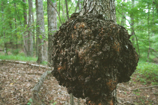 Bizarre Lumps, Bumps, and Growths in Your Yard!
