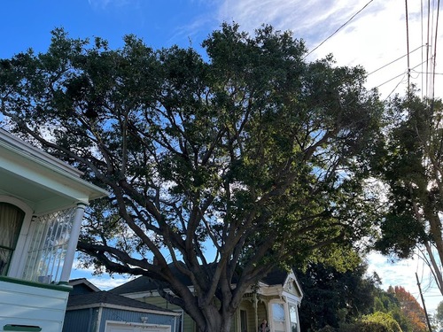 Tree Hanging Over House Sf Bay Area Tree Hanging Over House Sf Bay Area