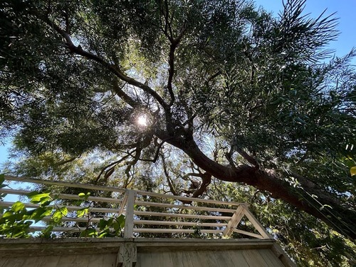 Tree Sunlight San Francisco Tree Sunlight San Francisco