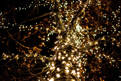 Tree Wrapped In Lights Tree Wrapped In Lights