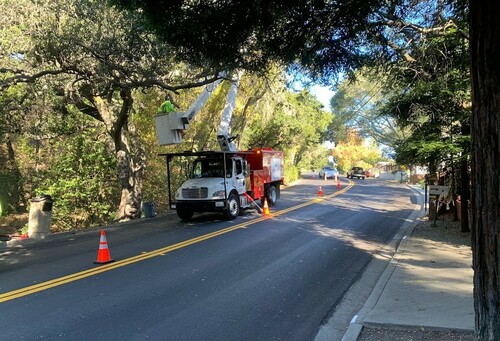 Tree Pruning And Care Sf Bay Area Tree Pruning And Care Sf Bay Area