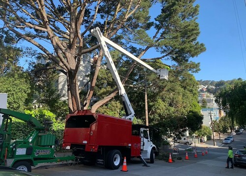 Tree Pruning Near House Sf Bay Area Tree Pruning Near House Sf Bay Area