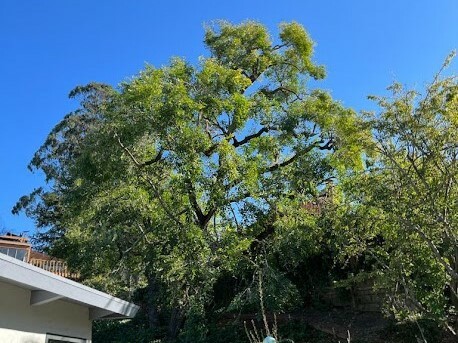 Tree With Alternate Branching Tree With Alternate Branching