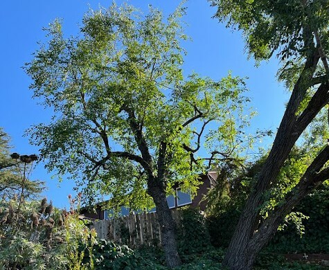 Tree With Branches Near House Sf Bay Tree With Branches Near House Sf Bay