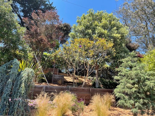 Trees And Lawn San Francisco Trees And Lawn San Francisco