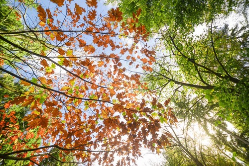 Autumn Oak Canopy in San Francisco