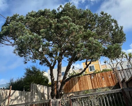 Umbrella Shaped Tree Umbrella Shaped Tree