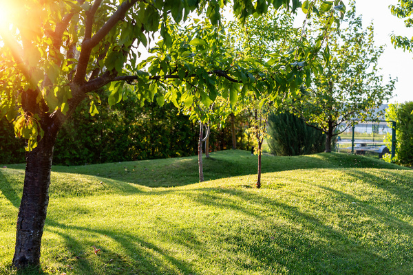 Comprehensive Tree Care Strategies for Urban Environments