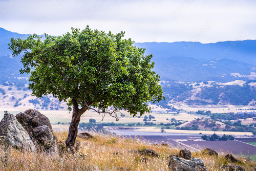 Valley Oak San Francisco Bay Area Valley Oak San Francisco Bay Area