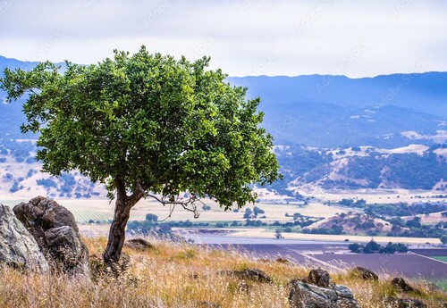 Valley Oak San Francisco Bay Area Valley Oak San Francisco Bay Area