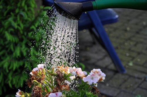 Watering Potted Plant