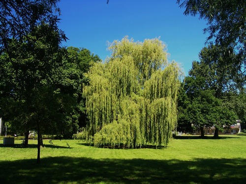 Weeping Willow Tree Weeping Willow Tree