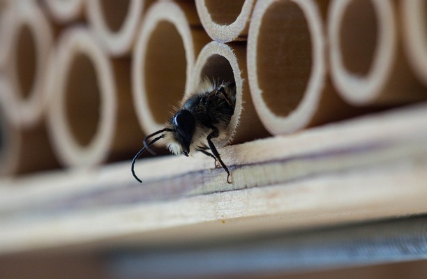 Making Your Landscaping Friendly for Bees