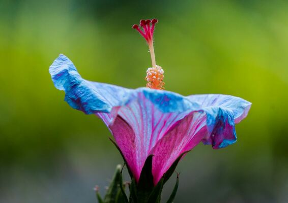 Hibiscus 101: Complete Guide to Varieties, Growing, Health Benefits, and Tea
