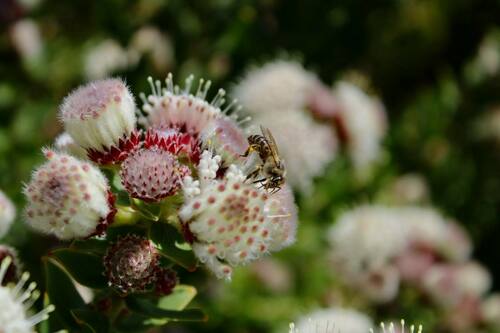 honeybee