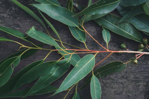 Eucalyptus: Non-Native Friend or Foe?