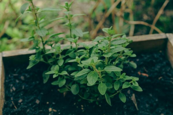 Top Herbs to Grow at Home: Boost Your Garden and Health