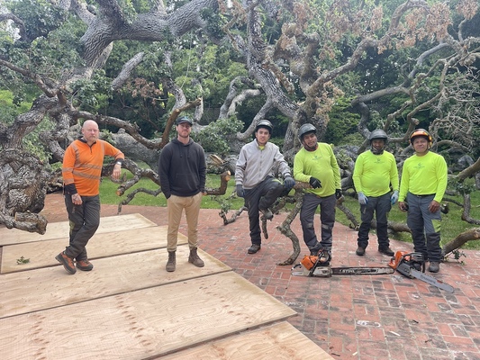 A Sustainable Farewell: Repurposing a Historic Valley Oak in Atherton, CA