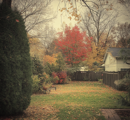 Tree Care Checklist: How to Keep Trees Healthy This Fall and Winter