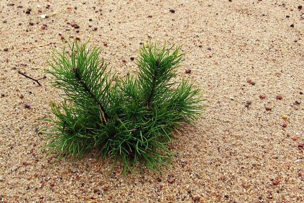 Don’t Try to Tame Fast-Growing Pioneers