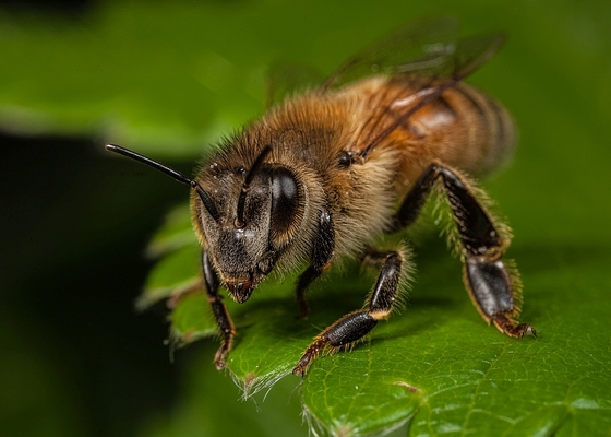 5 Great Trees for Feeding Honeybees