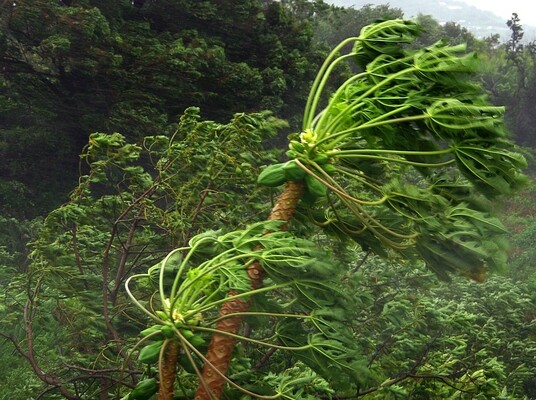 11 Conifers and Palms for Windy Locations