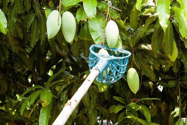 Five Tree Species Helping to Ease Global Hunger