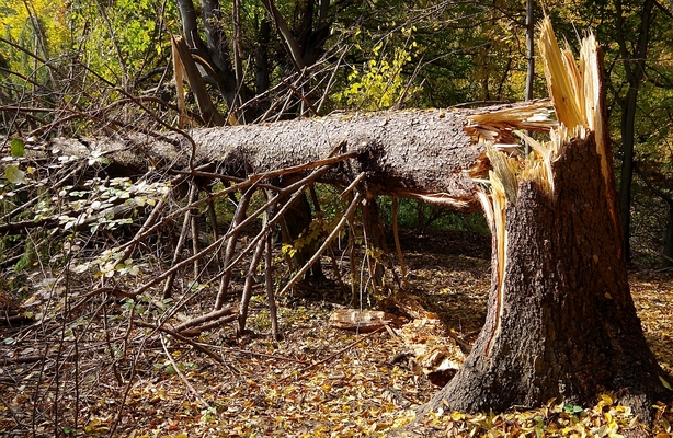 Seven Signs of Hazardous Trees