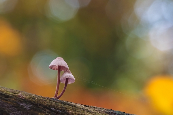 Mycorrhizae: My Favorite Kind of Fungi