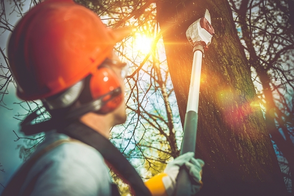 Arborist Now Receives TCIA Accreditation