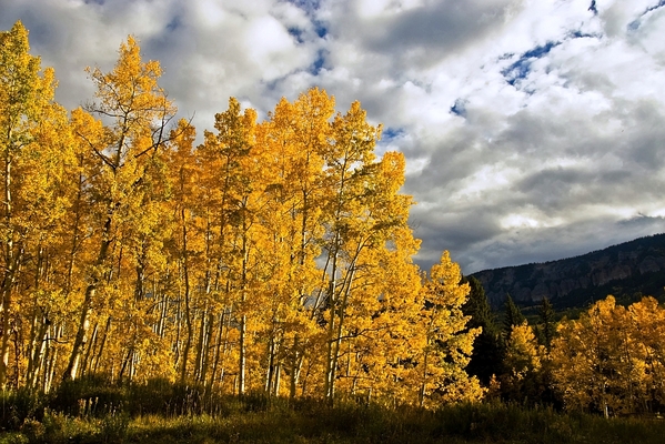 7 Fast-Growing Trees for Cooling the Climate
